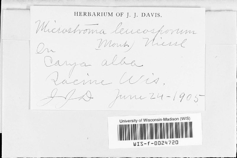 Microstromataceae image