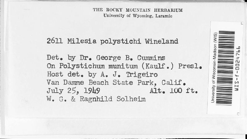 Milesia polystichi image