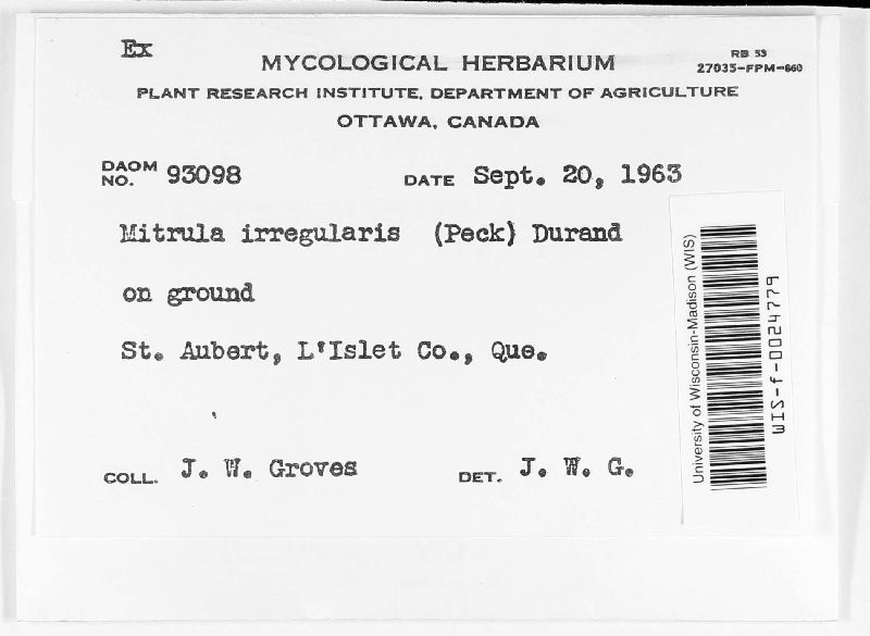 Mitrula irregularis image