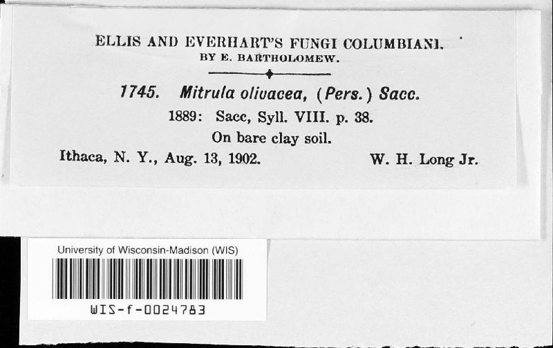 Mitrula olivacea image