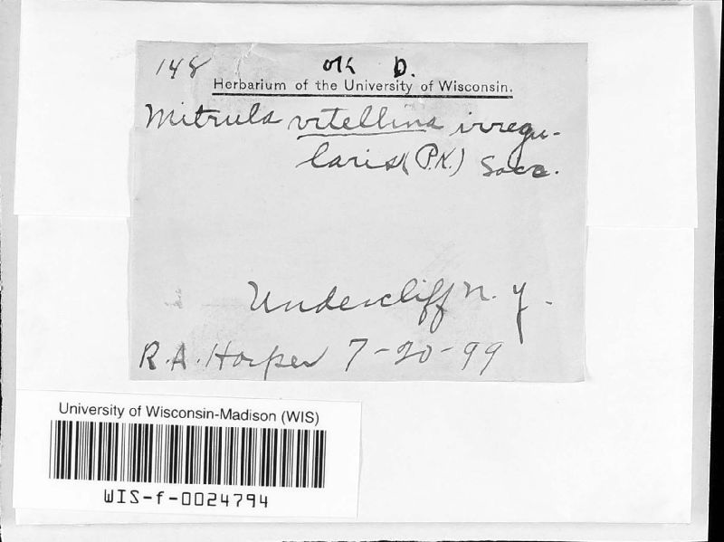 Mitrula vitellina subsp. irregularis image