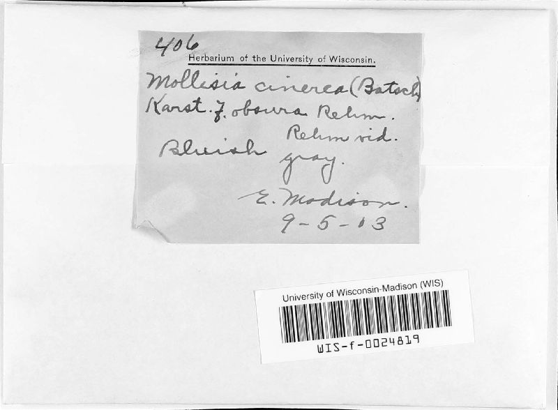 Mollisia cinerea image