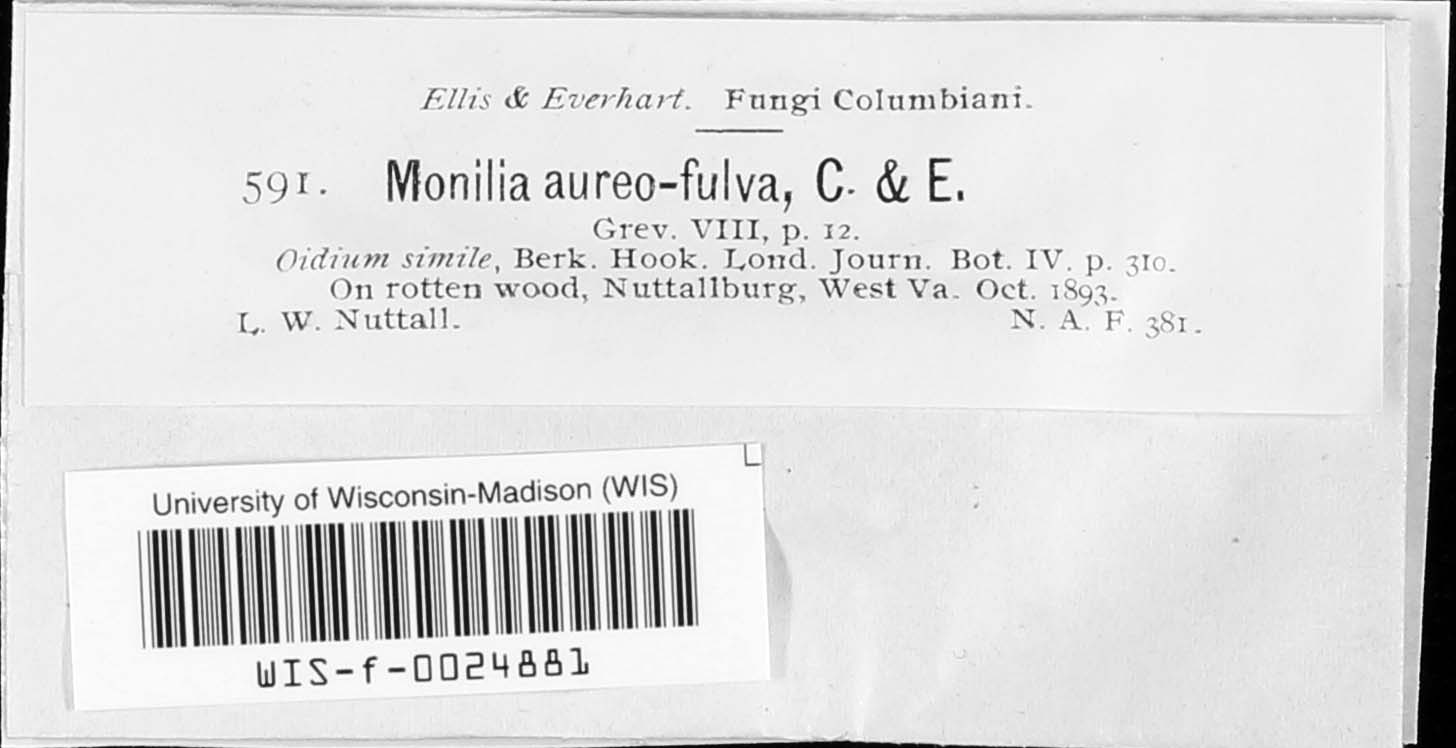 Monilia aureofulva image