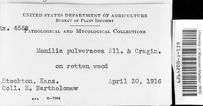 Monilia pulveracea image