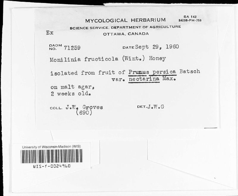 Monilinia fructicola image