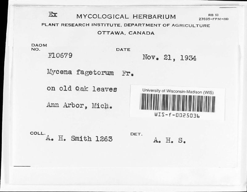 Mycena fagetorum image
