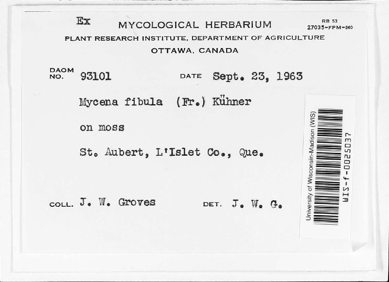 Mycena fibula image