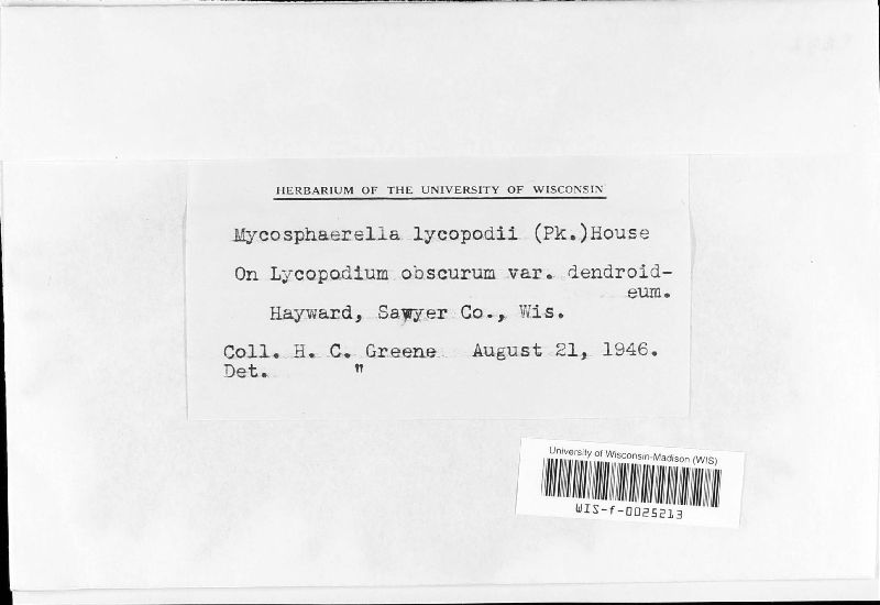 Mycosphaerella lycopodii image