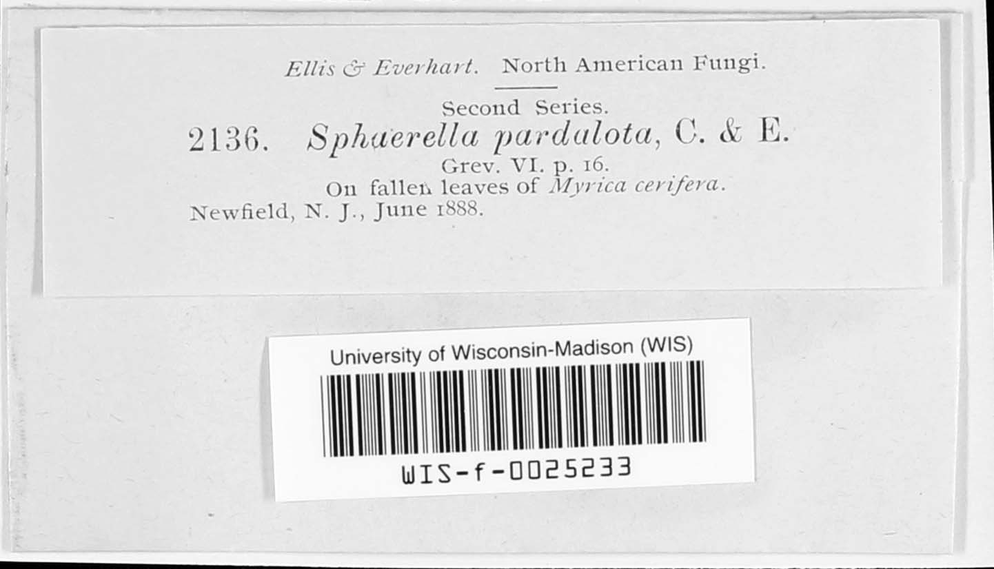 Mycosphaerella pardalota image