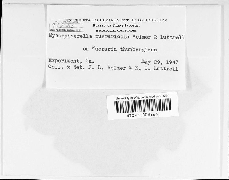 Mycosphaerella pueraricola image