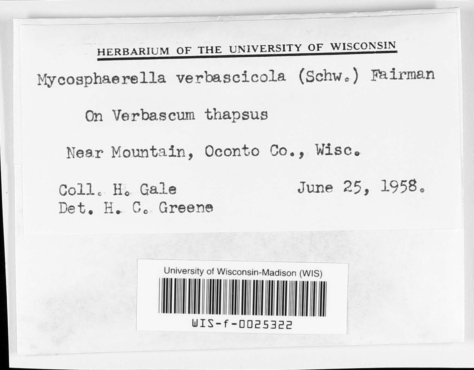 Mycosphaerella verbascicola image