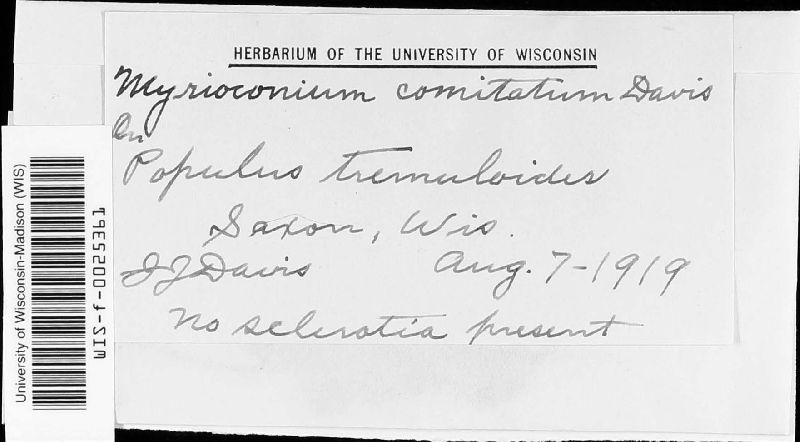 Myrioconium comitatum image