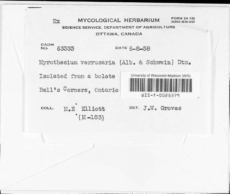 Albifimbria image