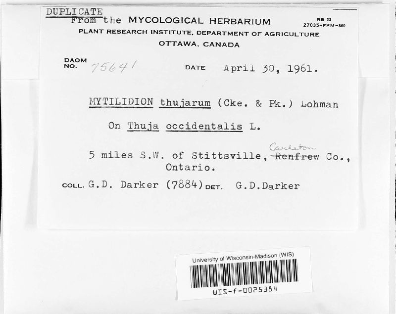 Mytilidion thujarum image