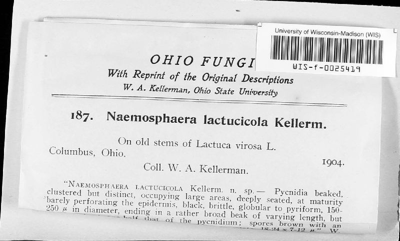 Aplosporella lactucicola image