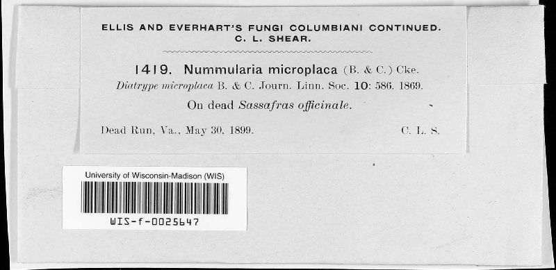 Nummularia microplaca image