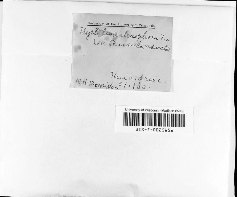 Nyctalis image