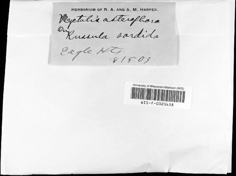 Nyctalis image