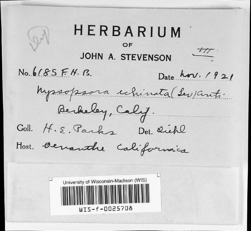 Nyssopsora echinata image