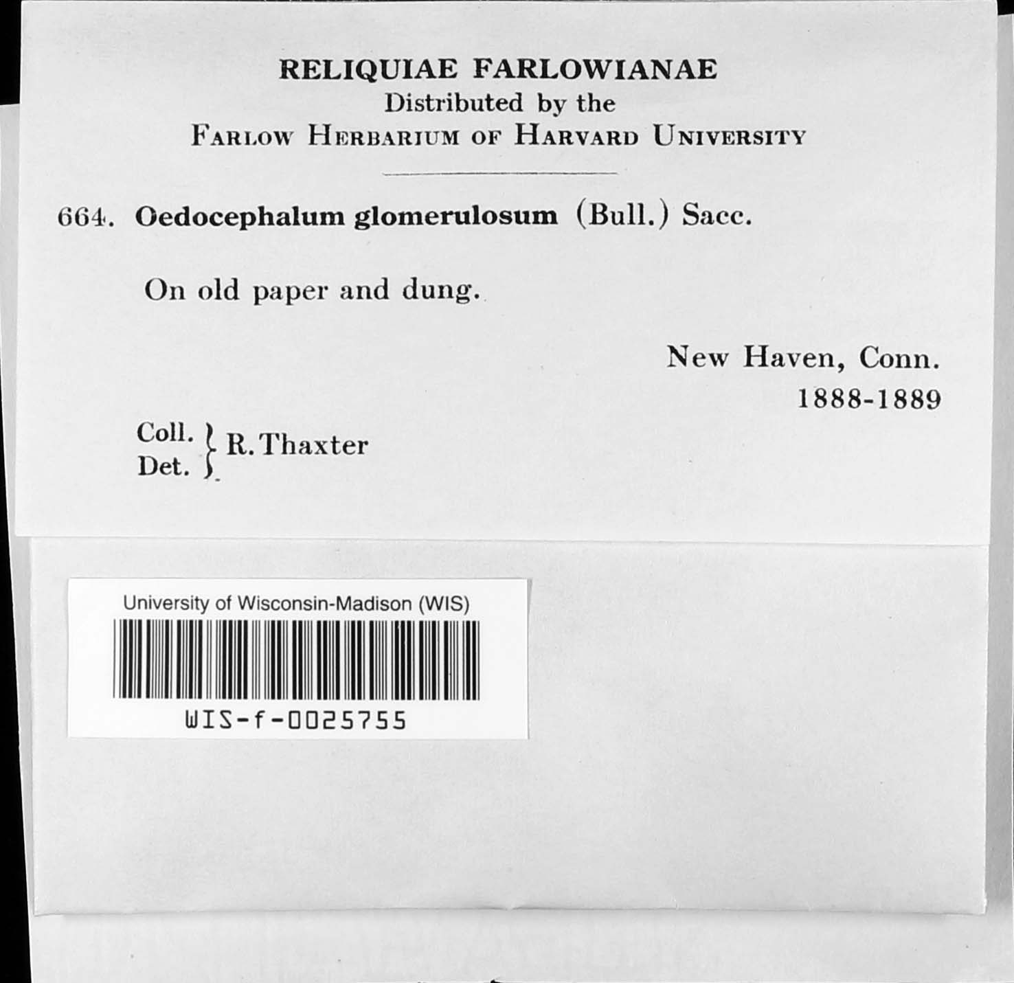 Oedocephalum image