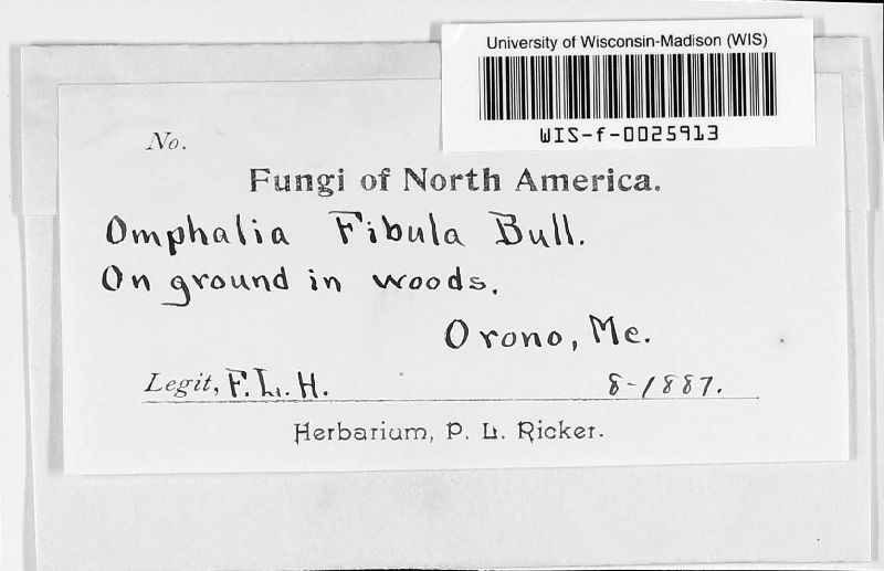 Omphalia fibula image