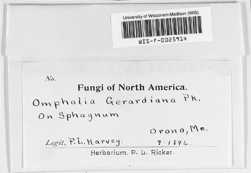 Omphalia gerardiana image