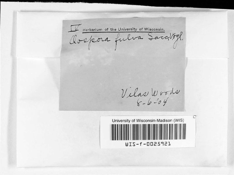 Oospora fulva image