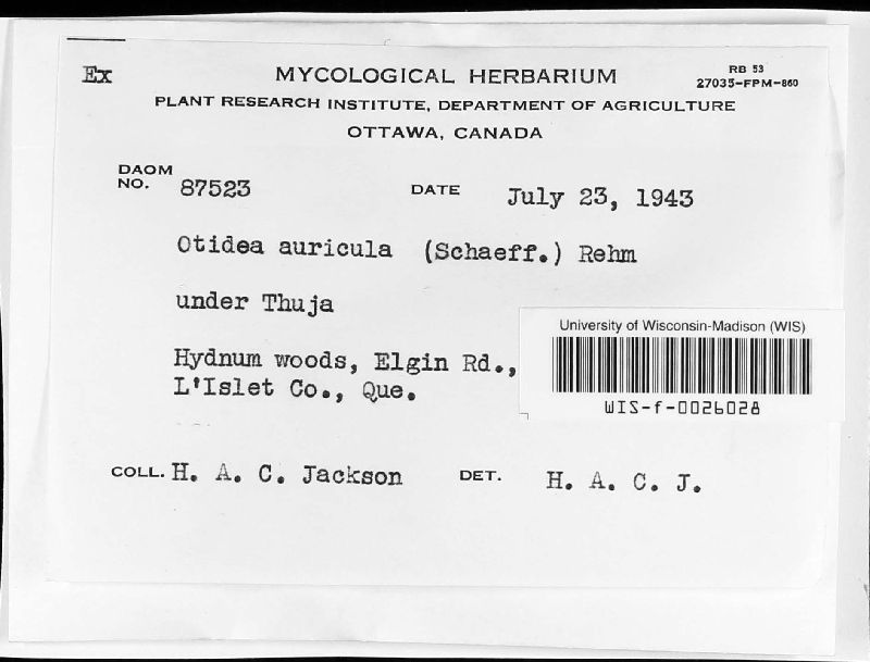 Otidea auricula image