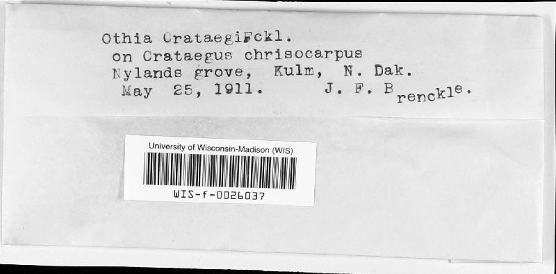 Otthia crataegi image