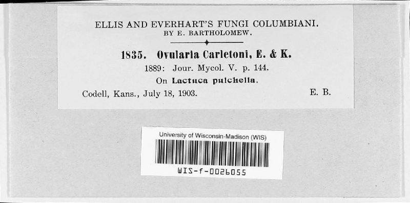 Ovularia carletoni image