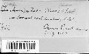 Scutellinia setosa image