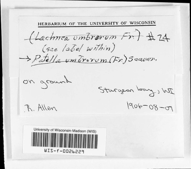 Patella umbrorum image