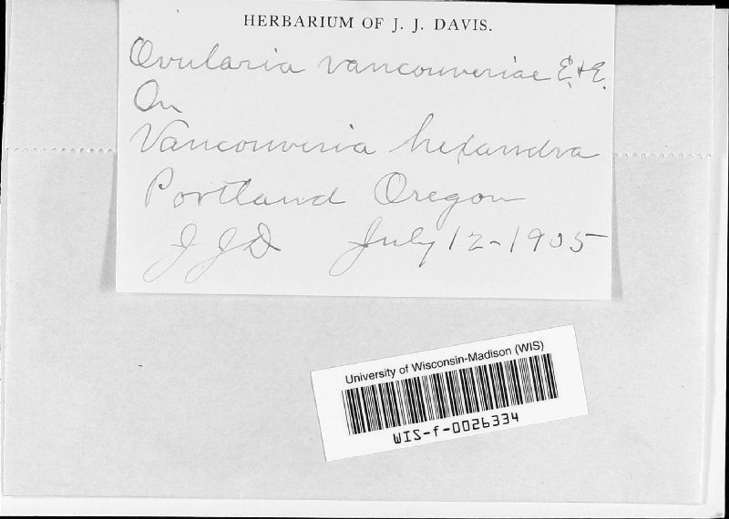 Ovularia vancouveriae image