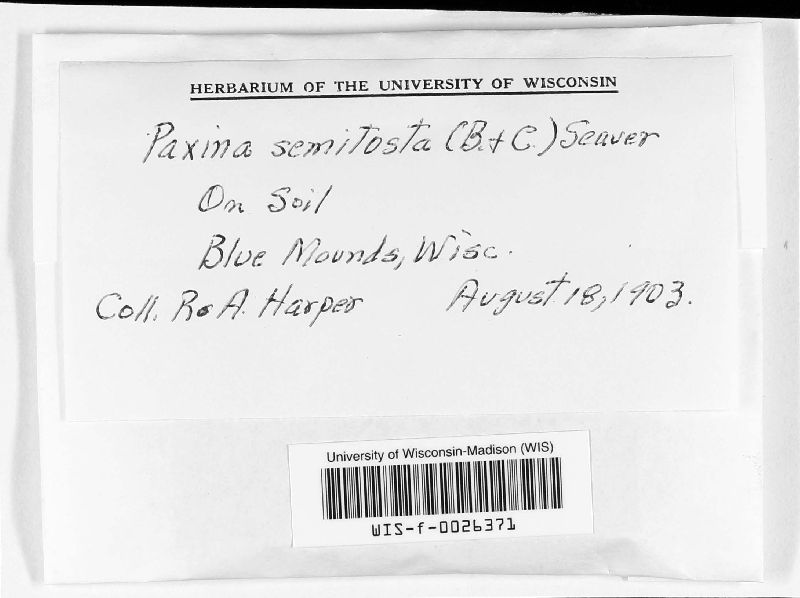 Paxina semitosta image