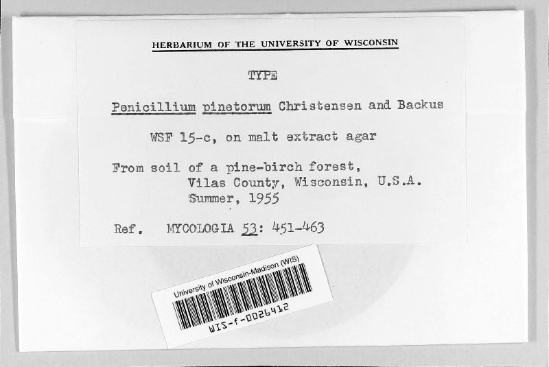 Penicillium pinetorum image