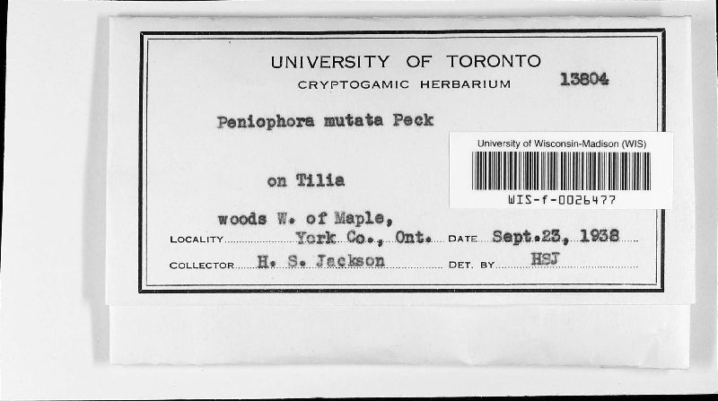 Peniophora mutata image