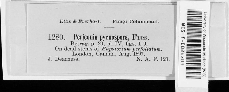 Periconia byssoides image