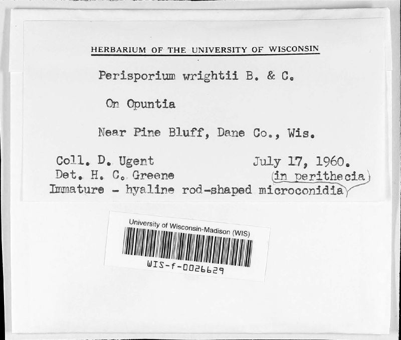 Ceratocarpia image