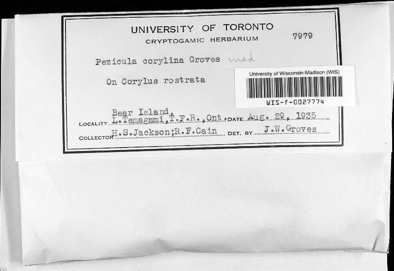 Pezicula corylina image