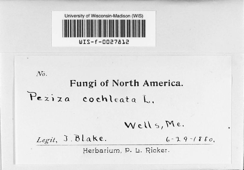 Peziza cochleata image