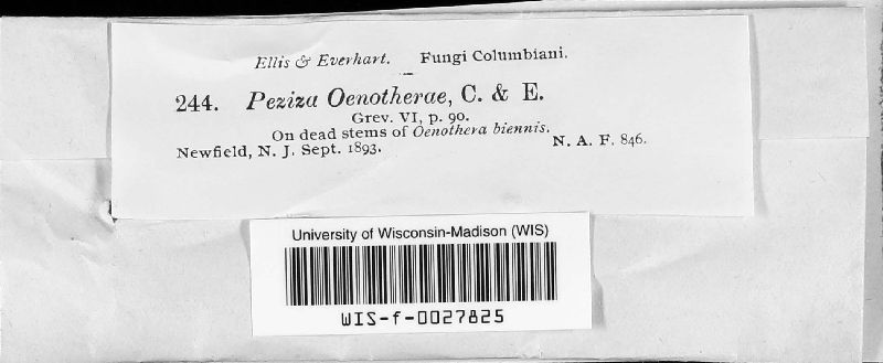 Peziza oenotherae image