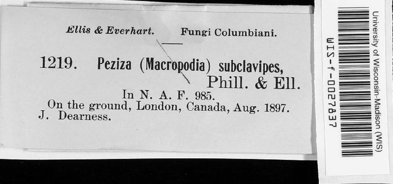 Peziza subclavipes image