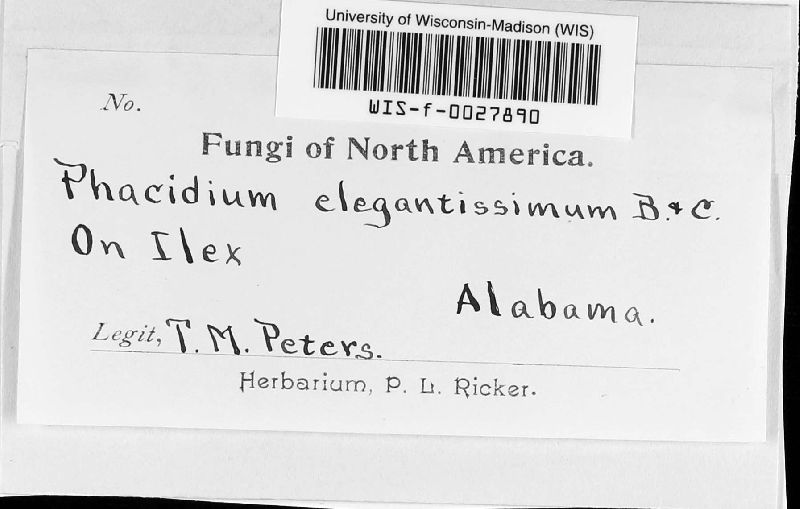 Phacidium image