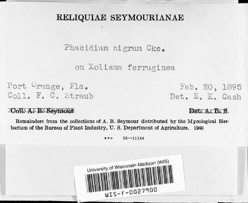 Phacidium image