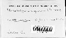 Phaeobulgaria inquinans image