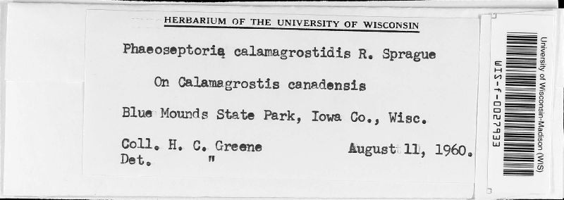 Phaeoseptoria calamagrostidis image