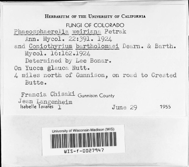 Phaeosphaerella weiriana image