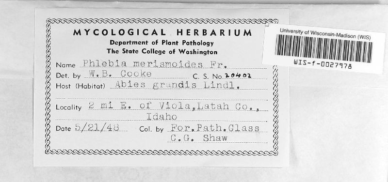 Phlebia merismoides image