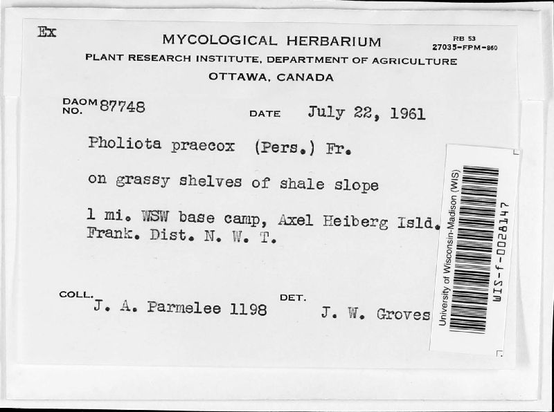 Pholiota praecox image