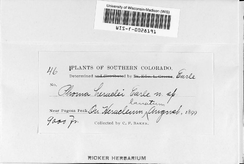 Phoma heraclei image